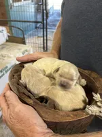 R Female 7, a female Miniature Golden Retriever for sale in Coos Bay, OR – 2 of 2