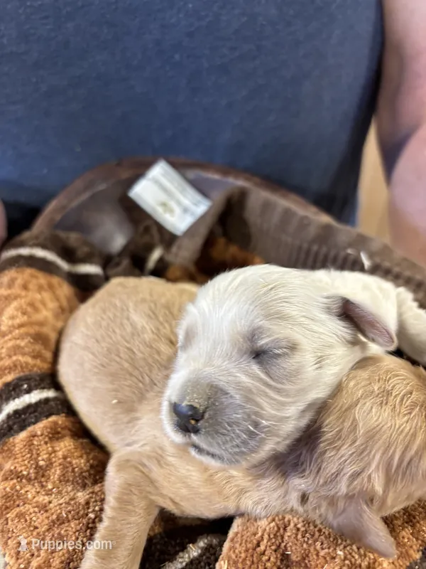 M Male 4 – Miniature Golden Retriever puppy for sale in Coos Bay, OR