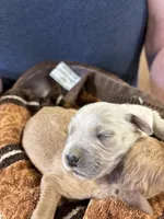 M Male 4, a male Miniature Golden Retriever for sale in Coos Bay, OR – 1 of 2
