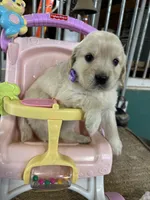 Light Purple Female , a female Miniature Golden Retriever for sale in Coos Bay, OR – 2 of 6