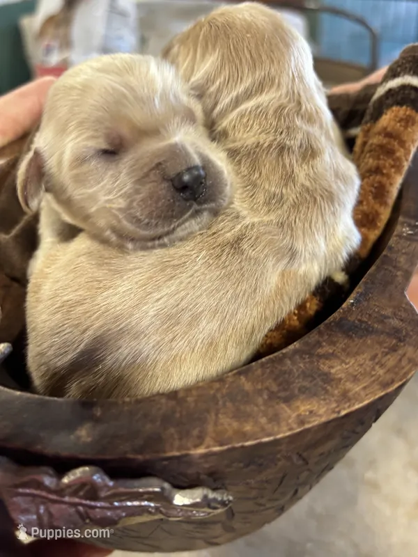 R Female 2 – Miniature Golden Retriever puppy for sale in Coos Bay, OR