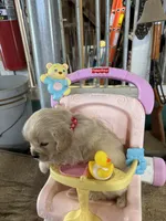 Red Female , a female Miniature Golden Retriever for sale in Coos Bay, OR – 4 of 7