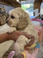 Red Male , a male Miniature Golden Retriever for sale in Coos Bay, OR – 4 of 10