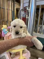 Red Male , a male Miniature Golden Retriever for sale in Coos Bay, OR – 2 of 10
