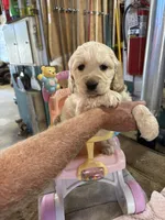 Red Male , a male Miniature Golden Retriever for sale in Coos Bay, OR – 5 of 10