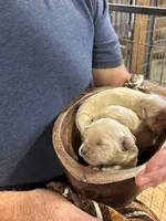 R Female 3, a female Miniature Golden Retriever for sale in Coos Bay, OR – 2 of 2