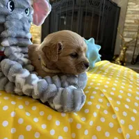 Jock, a  Miniature Golden Retriever for sale in Coos Bay, OR – Photo 1 of 5