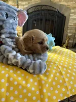 Jock, a  Miniature Golden Retriever for sale in Coos Bay, OR – Photo 1 of 5