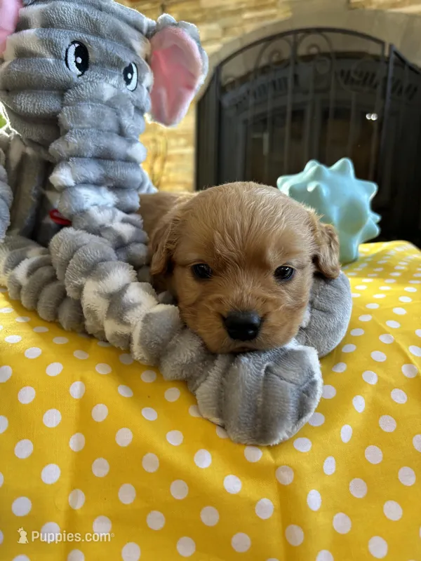Jock – Miniature Golden Retriever puppy for sale in Coos Bay, OR