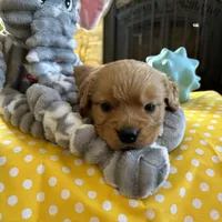 Jock, a  Miniature Golden Retriever for sale in Coos Bay, OR – Photo 2 of 5