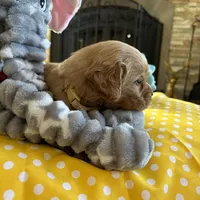Jock, a  Miniature Golden Retriever for sale in Coos Bay, OR – Photo 5 of 5