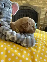 Jock, a  Miniature Golden Retriever for sale in Coos Bay, OR – Photo 5 of 5