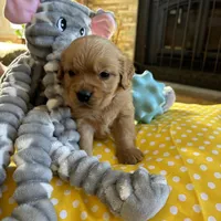 Jock, a  Miniature Golden Retriever for sale in Coos Bay, OR – Photo 4 of 5