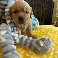 Jock, a  Miniature Golden Retriever for sale in Coos Bay, OR – Photo 3 of 5