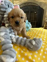 Jock, a  Miniature Golden Retriever for sale in Coos Bay, OR – Photo 3 of 5
