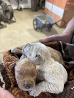 M Male 4, a male Miniature Golden Retriever for sale in Coos Bay, OR – 2 of 2