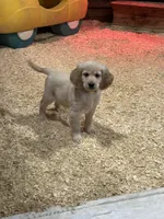 Tanner, a male Miniature Golden Retriever for sale in Coos Bay, OR – Photo 4 of 6