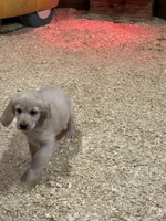 Tanner, a male Miniature Golden Retriever for sale in Coos Bay, OR – Photo 6 of 6