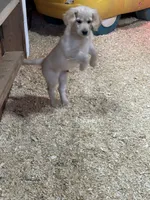Tanner, a male Miniature Golden Retriever for sale in Coos Bay, OR – Photo 1 of 6