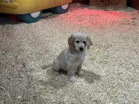 Tanner, a male Miniature Golden Retriever for sale in Coos Bay, OR – Photo 5 of 6