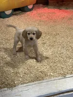 Tanner, a male Miniature Golden Retriever for sale in Coos Bay, OR – Photo 3 of 6