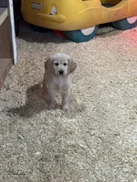 Tanner, a male Miniature Golden Retriever for sale in Coos Bay, OR – Photo 2 of 6