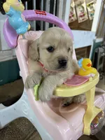Red Female , a female Miniature Golden Retriever for sale in Coos Bay, OR – 2 of 7