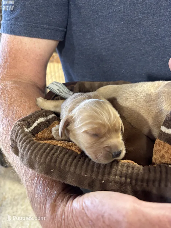 M Male 1 – Miniature Golden Retriever puppy for sale in Coos Bay, OR