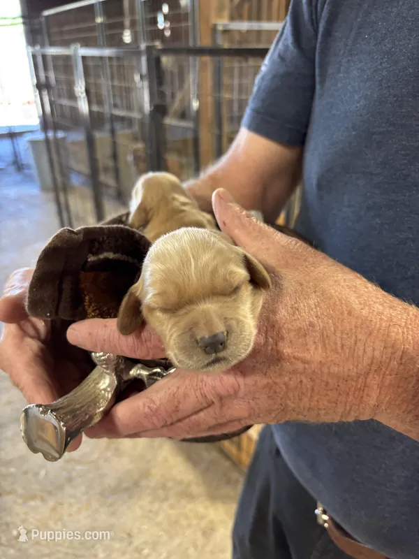 R Female 6 – Miniature Golden Retriever puppy for sale in Coos Bay, OR