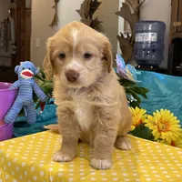 Lyrick, a  Miniature Golden Retriever for sale in Coos Bay, OR – Photo 4 of 6