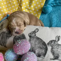 Lyrick, a  Miniature Golden Retriever for sale in Coos Bay, OR – Photo 6 of 6
