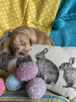 Lyrick, a  Miniature Golden Retriever for sale in Coos Bay, OR – Photo 6 of 6