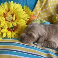 Lyrick, a  Miniature Golden Retriever for sale in Coos Bay, OR – Photo 1 of 6