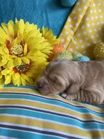 Lyrick, a  Miniature Golden Retriever for sale in Coos Bay, OR – Photo 1 of 6