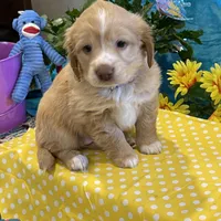 Lyrick, a  Miniature Golden Retriever for sale in Coos Bay, OR – Photo 2 of 6