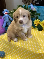 Lyrick, a  Miniature Golden Retriever for sale in Coos Bay, OR – Photo 2 of 6