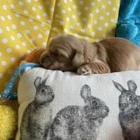 Lyrick, a  Miniature Golden Retriever for sale in Coos Bay, OR – Photo 5 of 6