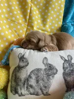 Lyrick, a  Miniature Golden Retriever for sale in Coos Bay, OR – Photo 5 of 6