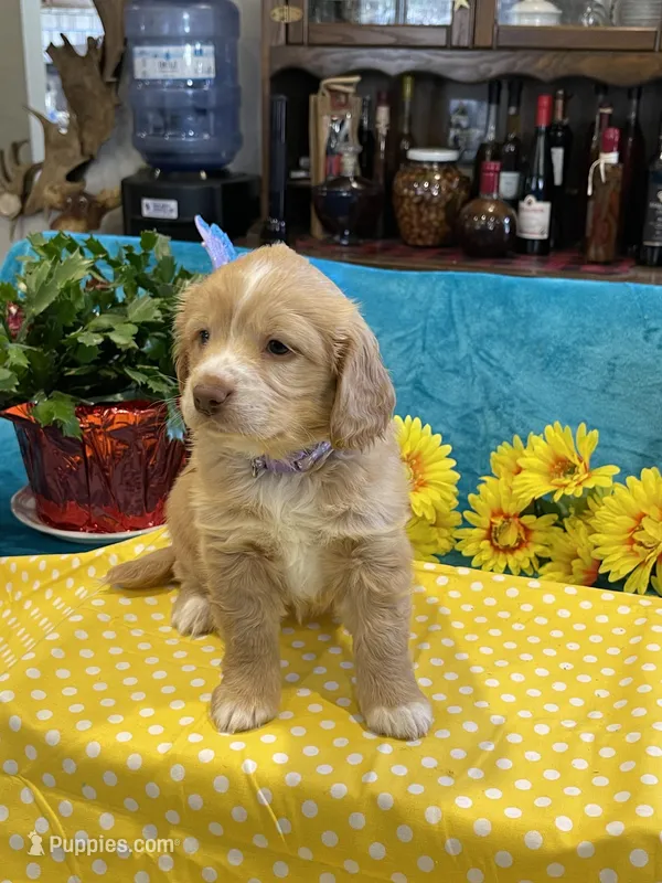Lyrick – Miniature Golden Retriever puppy for sale in Coos Bay, OR