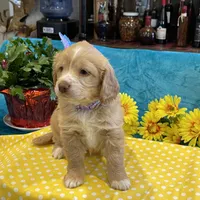 Lyrick, a  Miniature Golden Retriever for sale in Coos Bay, OR – Photo 3 of 6