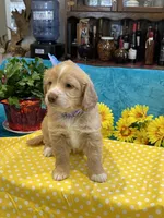 Lyrick, a  Miniature Golden Retriever for sale in Coos Bay, OR – Photo 3 of 6