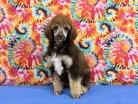 Blue-2, a male Poodle - Standard  for sale in Houma, LA – 3 of 9