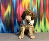 Grey-2, a male Poodle - Standard  for sale in Houma, LA – 4 of 7