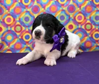 Purple, a female Poodle - Standard  for sale in Houma, LA – 7 of 8