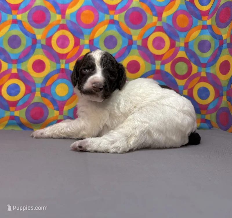 Grey – Poodle - Standard  puppy for sale in Houma, LA