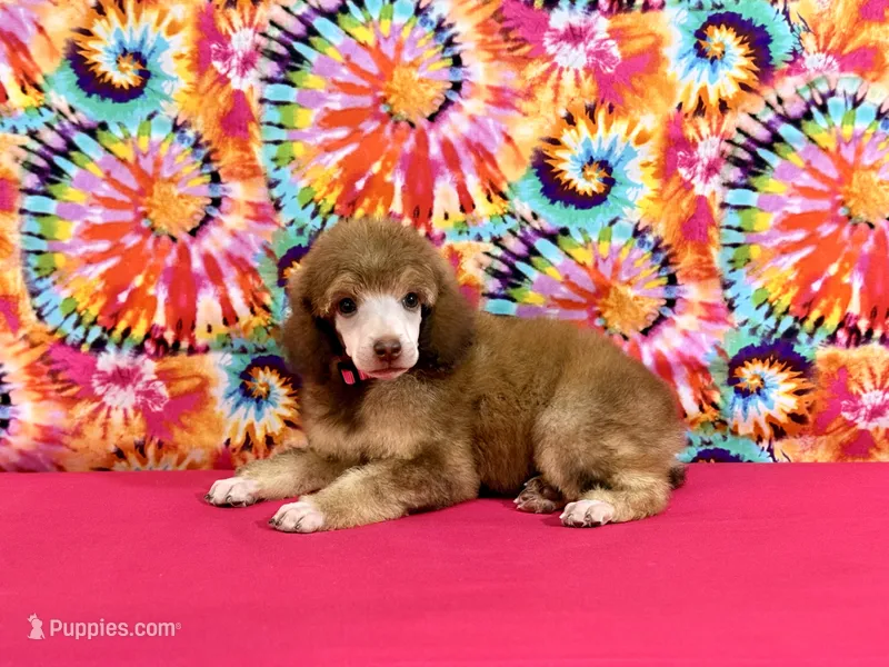 Pink -2 – Poodle - Standard  puppy for sale in Houma, LA