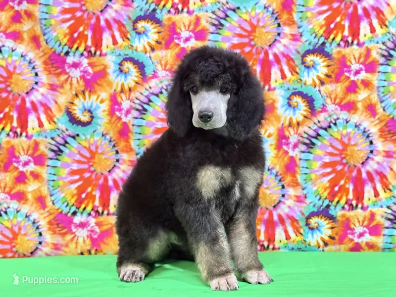 Green – Poodle - Standard  puppy for sale in Houma, LA