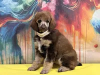 Yellow collar, a female Poodle - Standard  for sale in Houma, LA – Photo 2 of 4