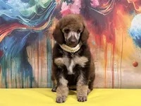 Yellow collar, a female Poodle - Standard  for sale in Houma, LA – Photo 1 of 4