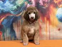 Orange collar , a female Poodle - Standard  for sale in Houma, LA – Photo 3 of 4